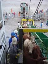 Exportações brasileiras de gado vivo recuam 35% no 1º. semestre