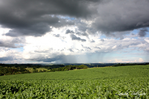 Produtividade da soja depende do clima