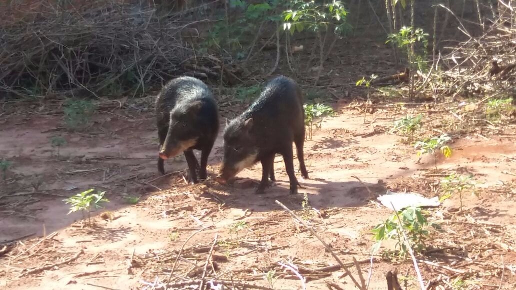 PMA e Bombeiros capturam porcos do mato em quintal de residência
