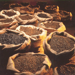 Brasil produz 50,83 milhões de sacas de café e bate recorde na safra 2012-2013