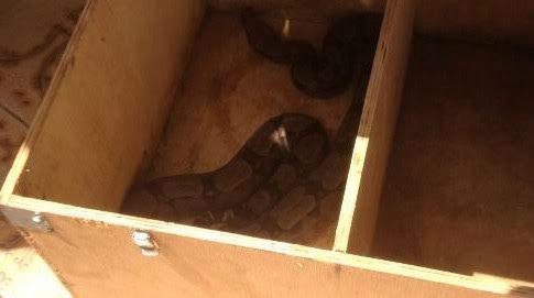 PMA captura Jiboia de quase dois metros em uma residência em Três Lagoas