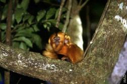 Investimentos serão destinados para reflorestamento da Mata Atlântica Recursos serão aplicados na Reserva Biológica Poço das Antas, no município de Silva Jardim(RJ)