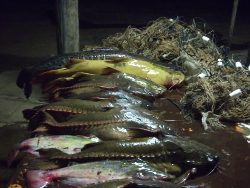 PMA prende dois pescadores paraguaios com redes e 51 kg de pescado