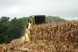 O ano ainda não acabou, mas as exportações de milho do Brasil em 2013 já ultrapassaram o recorde registrado em todo o ano passado, de acordo com dados do governo