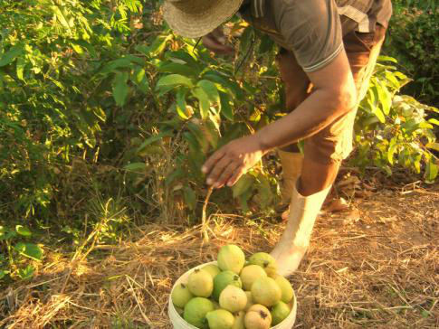Agricultores familiares terão crédito de R$ 21 bilhões para a safra 2013/2014 Agricultores familiares terão crédito de R$ 21 bilhões para a safra 2013/2014 (Orgânicos do PIVAS / Creative Commons)