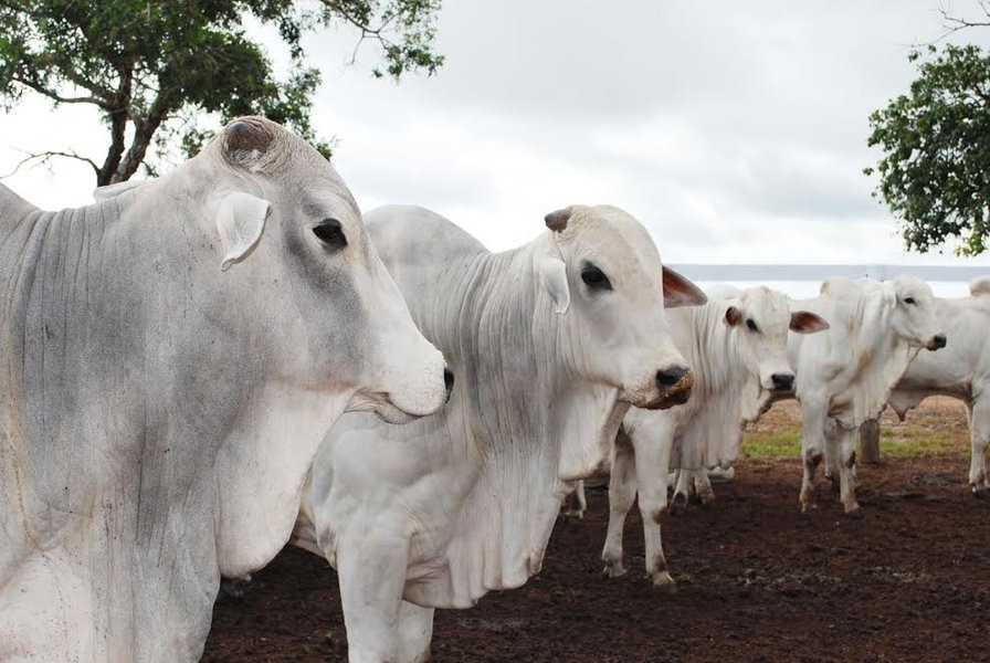 Sindicato Rural promove leilão de 500 cabeças de gado, em Amambai Os animais serão vistos através de imagens exibidas em Live. Foto: Ilustrativa