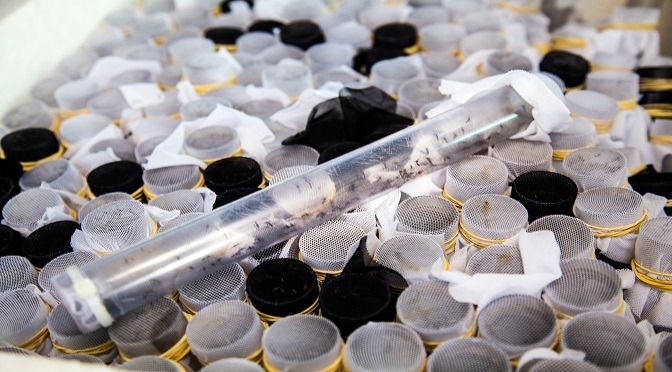 Com 34 óbitos, dengue também traz preocupação a MS Foto: divulgação