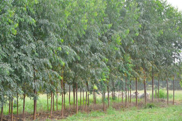 Desbaste de eucalipto em ILPF traz qualidade e produtividade ao produtor