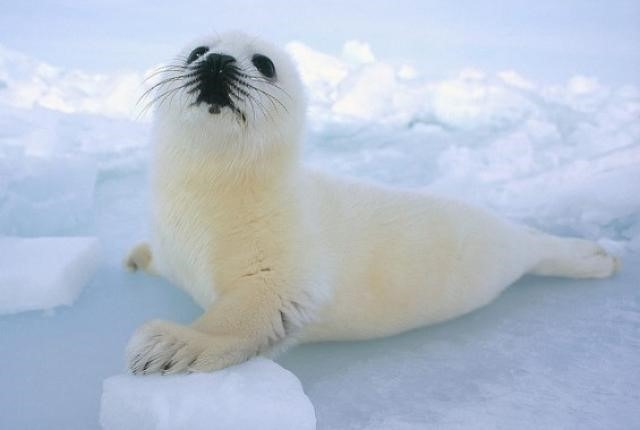 5 das piores mães do reino animal