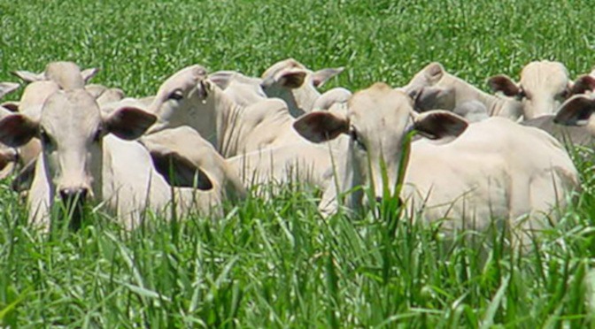 MS no campo destaca importância do produtor atualizar cadastro de propriedades