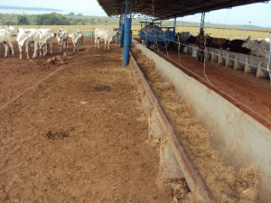 PMA fecha confinamento bovino irregular e autua proprietário em R$ 30 mil