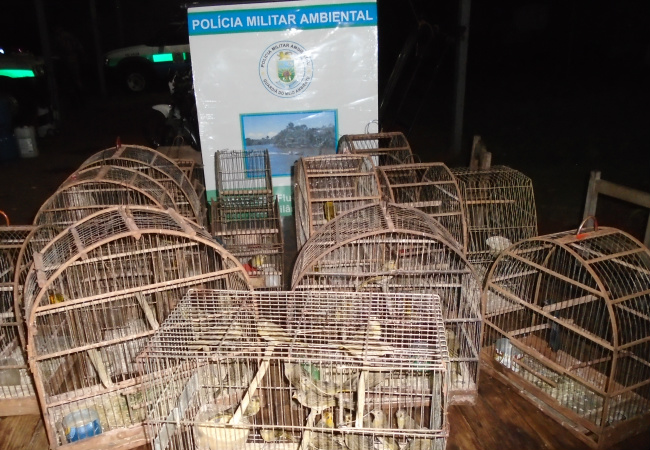 PMA autua idoso por criar ilegalmente e praticar maus-tratos a 41 aves silvestre