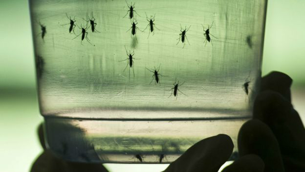 Apenas Chile e Canadá não têm o mosquito Aedes aegypti 