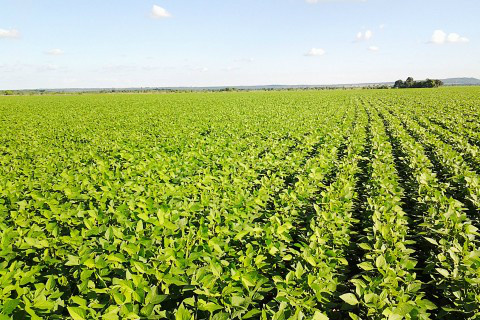 Katia Abreu: a produção por hectare quase triplicou em 36 anos