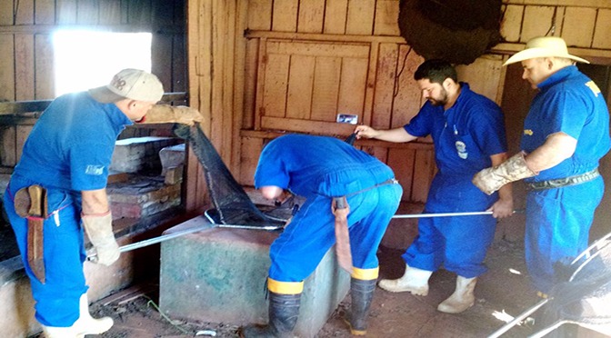 Iagro intensifica ações contra raiva em Mato Grosso do Sul Foto: Divulgação