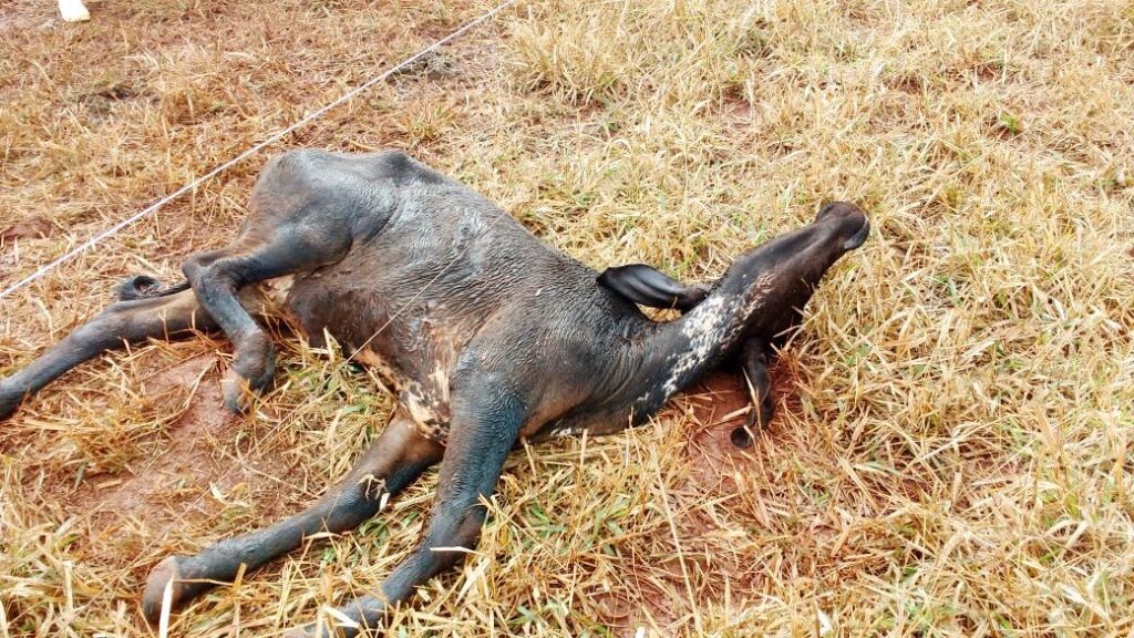 Iagro intensifica ações contra raiva em Mato Grosso do Sul Animal com sintomatologia nervosa, em Amambai