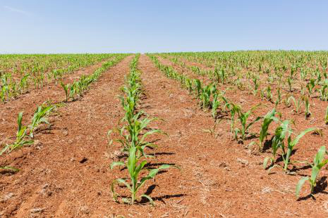 Produtor corre o risco de sofrer perdas na produção de milho após fim do zoneamento agrícolaFoto: Divulgação 