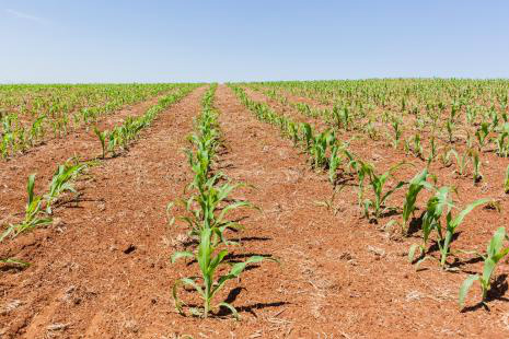 Termina o prazo de zoneamento agrícola para o plantio do milho em MS Produtor corre o risco de sofrer perdas na produção de milho após fim do zoneamento agrícolaFoto: Divulgação