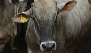 Ações de prevenção na fronteira seguem sendo reforçadas