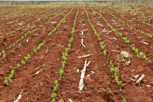 Período do vazio sanitário vegetal pode ser antecipado em MS