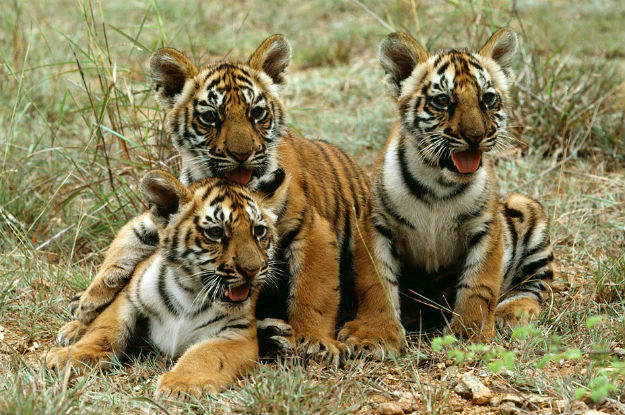 97% dos tigres selvagens desapareceram em 100 anos