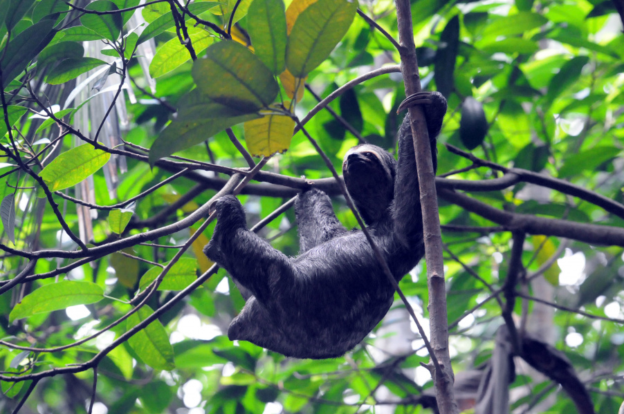 Prêmio de Biodiversidade tem prazo de inscrições prorrogado