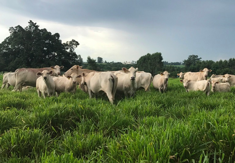 Bifequali TT aumenta produtividade de propriedades de gado de corte