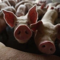 Exportações de carne suína crescem 7,6% em 2019