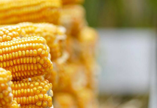 MS é o terceiro maior produtor de milho safrinha MS é o terceiro maior produtor de milho safrinha