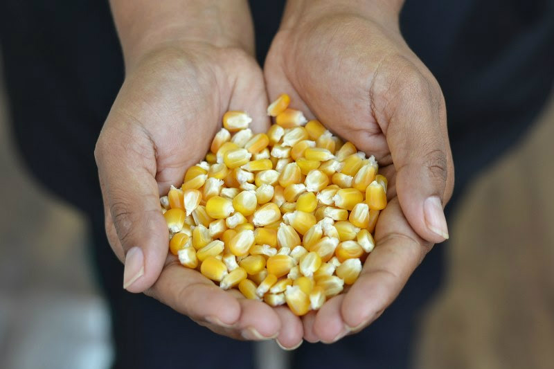 Siga/MS triplica monitoramento de áreas agrícolas e amplia precisão