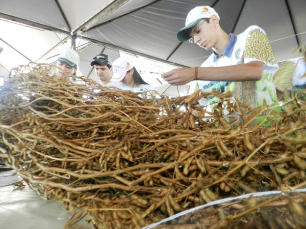 Laguna Carapã realiza 17° edição do concurso Pé de Soja Solteiro no dia 27