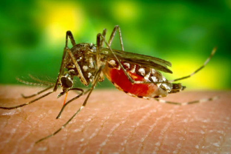 Desenvolvimento de tecnologias contra o Aedes recebe R$ 10 milhões Apoio é fundamental para acelerar o desenvolvimento e a entrada dos produtos no mercadoFoto: Divulgação