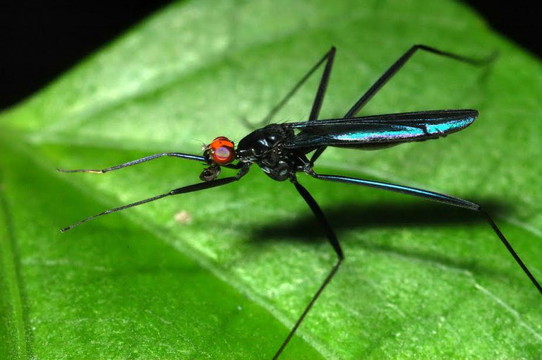 Catálogo da fauna do Brasil deverá ser lançado em 2017
