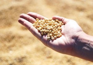 Agroconsult vê queda de 4% na safra 17/18 de soja do Brasil Foto: Divulgação