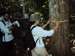 Instituto realiza coleta de sementes para reposição de espécies amazônicas