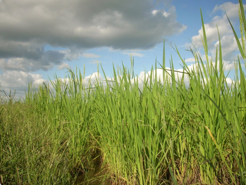 Expectativa de produtores de arroz para o incentivo da cultura no MS é positivo Expectativa de produtores de arroz para o incentivo da cultura no MS é positivo