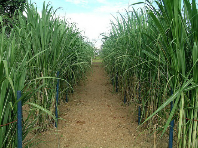 Lavouras de cana-de-açúcar terão faturamento de R$ 54,59 bilhõesFoto: Divulgação 