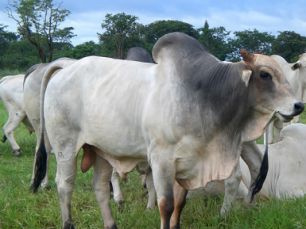 MS representa 46% do mercado Centro-Oeste da compra de touros MS representa 46% do mercado Centro-Oeste da compra de touros