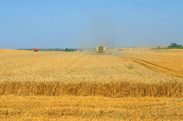 Preço global dos alimentos tem ligeira queda em julho Preço global dos alimentos tem ligeira queda em julho