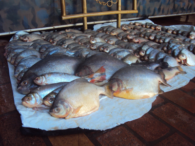 PMA realiza operação no rio Piquiri e prende pescador com 60 kg de pescado