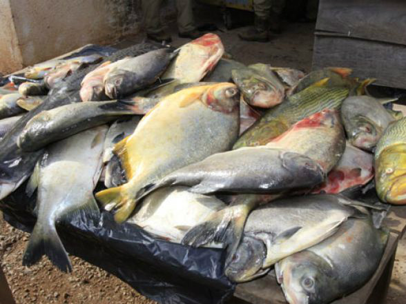 PMA prende três pescadores que pescavam em local proibido
