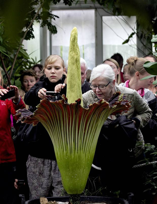 É a primeira vez em nove anos que a planta floresce no jardim botânico de Copenhague. (Foto: Jacob Ehrbahn/Polfoto/AP)