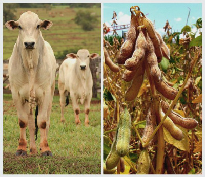 Exportações dos produtos agropecuários de MS fecharam 2014 em alta Vendas da soja encerraram o ano com alta de 6,6% no volume negociado em 2014 / Foto: Divulgação