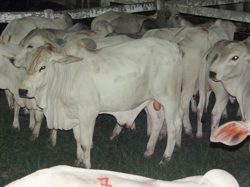 Leilão Elite 20 Marcas chega aos 13 anos de bons resultados em Amambai