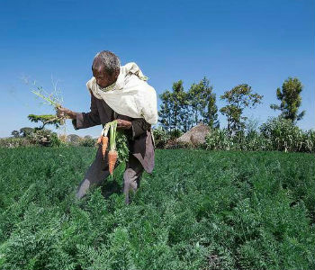 Especial: Brasil reduz pela metade número de pessoas que passam fome Relatório foi lançado em Brasília. Foto: FAO