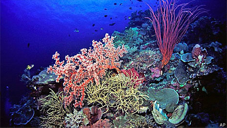 Corais, como estes na Indonésia, estão ameaçados pela acidificação dos oceanos