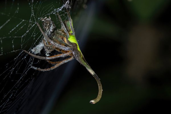 A aranha que se camufla como planta para se proteger Fonte: Bernard Dupont/Flickr/Reprodução