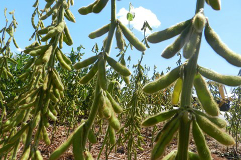 Alta rentabilidade da soja tem atraído investimentos para a cultura