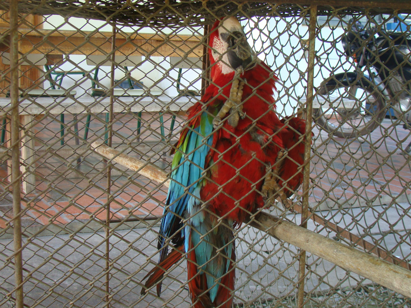 PMA e Bombeiros recolhem arara-vermelha que sofrera maus-tratos em Ladário