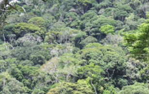 Plano Nacional de Recuperação da Vegetação Nativa recebe sugestões até 9/8